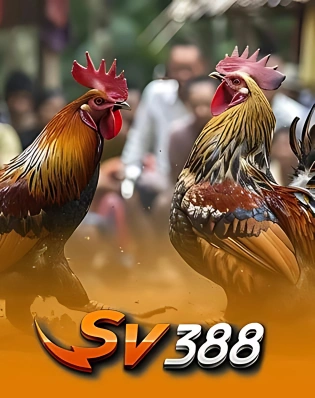 Sv388 Online Cockfight Gaming